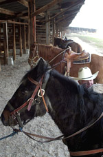 Ron preparing horse in stable